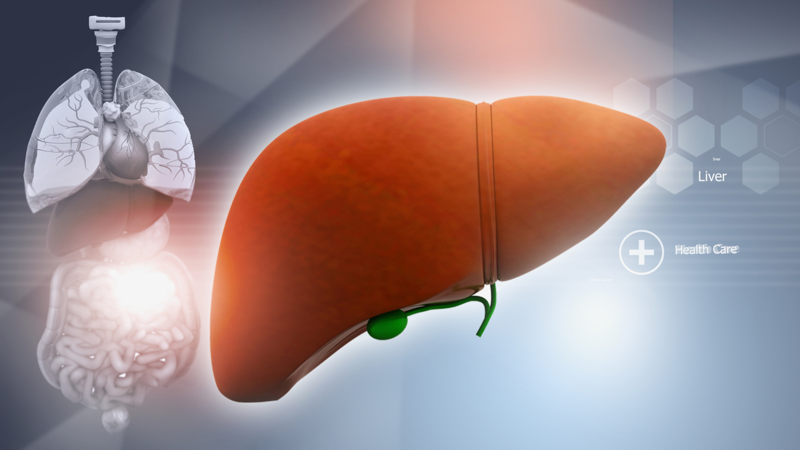 Liver function test